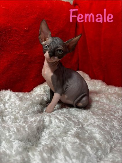 แมวสฟิงซ์ แมวไม่มีขน ลูกแมว แมว รูปที่ 7