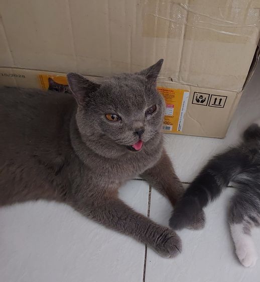 สาวน้อยพร้อมย้าย รูปที่ 10