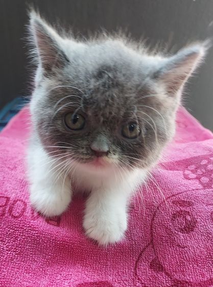 สาวน้อยพร้อมย้าย รูปที่ 5