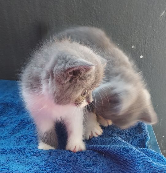 สาวน้อยพร้อมย้าย รูปที่ 7