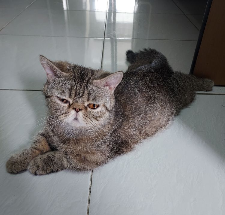 สาวน้อยพร้อมย้าย รูปที่ 9