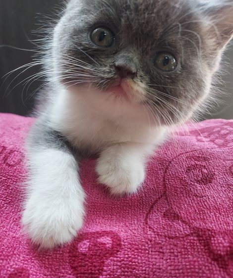 สาวน้อยพร้อมย้าย รูปที่ 2