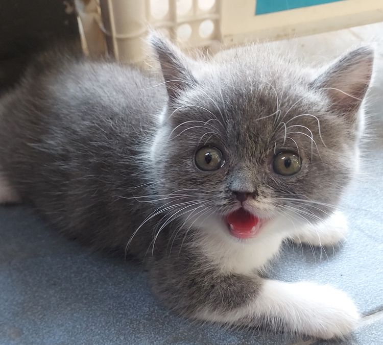 สาวน้อยพร้อมย้าย รูปที่ 6