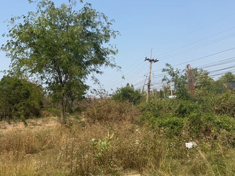 ขายที่ดินในตัวอำเภอโกสุมพิสัย จังหวัดมหาสารคาม รูปที่ 3