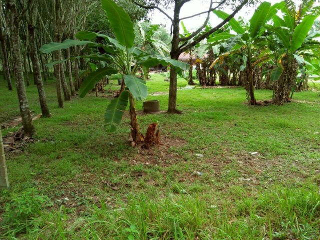 ที่ดินทำเลทอง อ.นาทวี จ.สงขลา