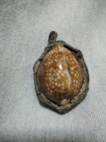 เบี้ยแก้ รูปที่ 2