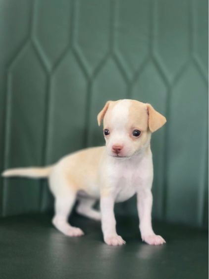 ชิวาวา (Chihuahua) เล็ก ชิวาว่า