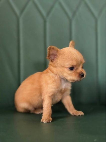 ชิวาว่า รูปที่ 3