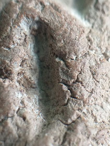 นาคปรก กรุนาดูน. รูปที่ 12