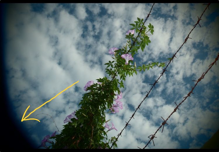กล้องมือสอง Olympus XZ-10 รูปที่ 17