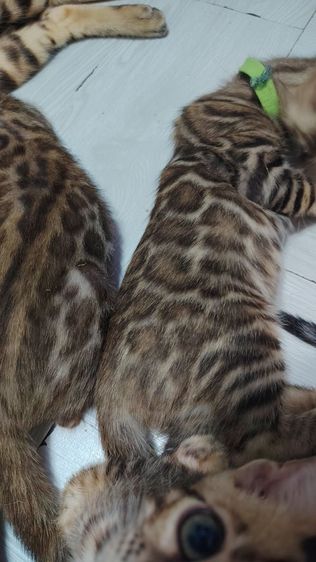 ลูกแมวเบงกอล Bengal Cat รูปที่ 9