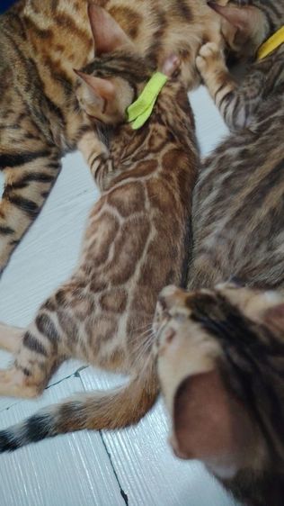 ลูกแมวเบงกอล Bengal Cat รูปที่ 10