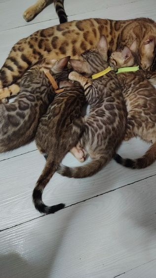 ลูกแมวเบงกอล Bengal Cat