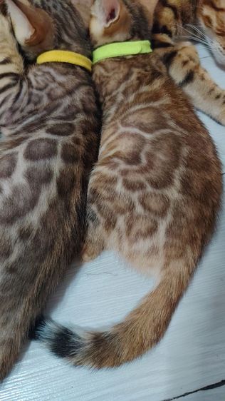 ลูกแมวเบงกอล Bengal Cat รูปที่ 6