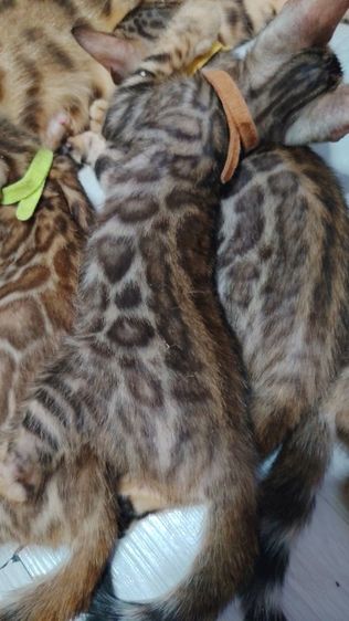 ลูกแมวเบงกอล Bengal Cat รูปที่ 8