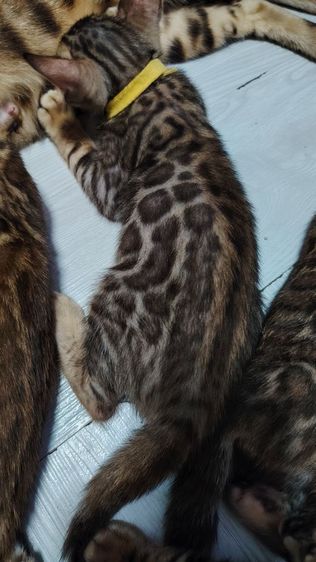 ลูกแมวเบงกอล Bengal Cat รูปที่ 7