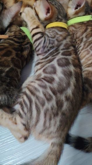 ลูกแมวเบงกอล Bengal Cat รูปที่ 3