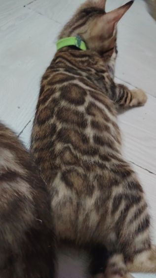 ลูกแมวเบงกอล Bengal Cat รูปที่ 5