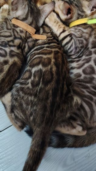 ลูกแมวเบงกอล Bengal Cat รูปที่ 2