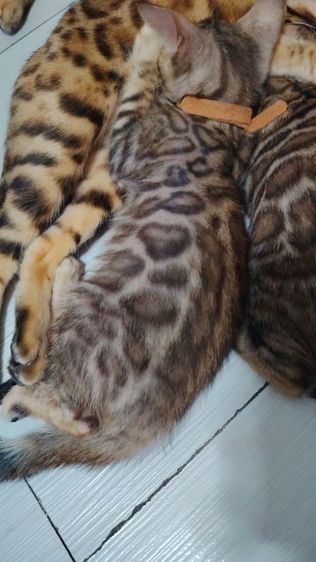 ลูกแมวเบงกอล Bengal Cat รูปที่ 4
