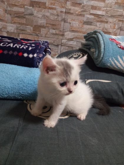 เปอร์เซียร์ผสมสก็อตติช รูปที่ 14