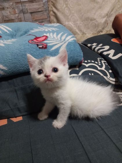 เปอร์เซียร์ผสมสก็อตติช รูปที่ 13