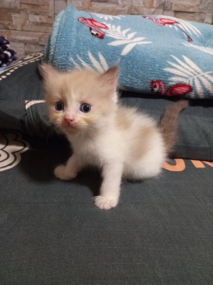 เปอร์เซียร์ผสมสก็อตติช รูปที่ 2