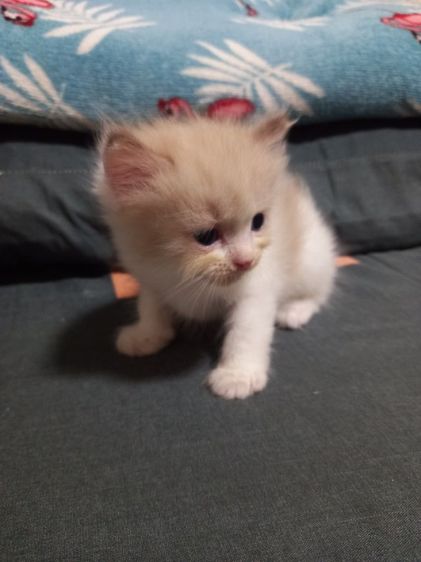 เปอร์เซียร์ผสมสก็อตติช