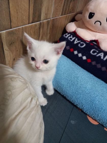 เปอร์เซียร์ผสมสก็อตติช รูปที่ 12