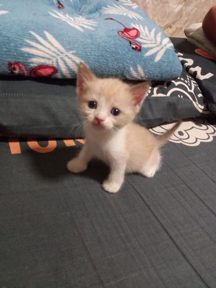 เปอร์เซียร์ผสมสก็อตติช รูปที่ 9