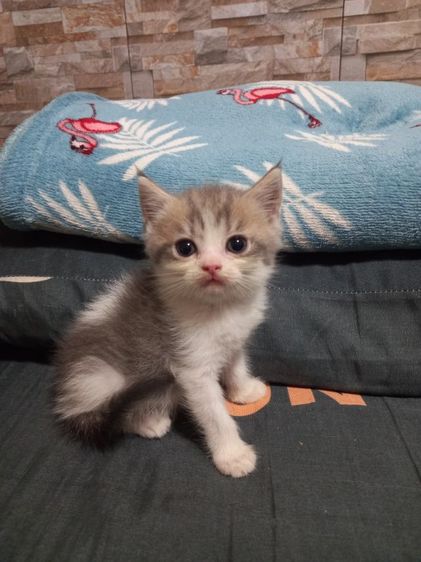 เปอร์เซียร์ผสมสก็อตติช รูปที่ 16