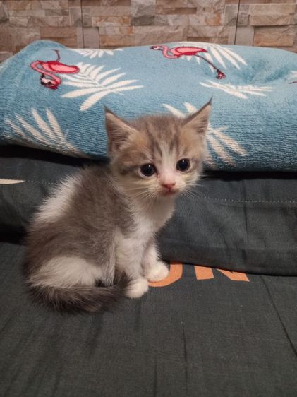 เปอร์เซียร์ผสมสก็อตติช รูปที่ 15