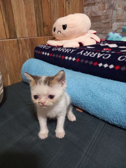 เปอร์เซียร์ผสมสก็อตติช รูปที่ 18