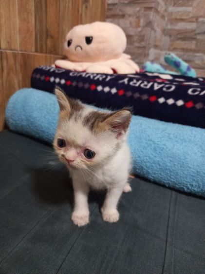 เปอร์เซียร์ผสมสก็อตติช รูปที่ 11