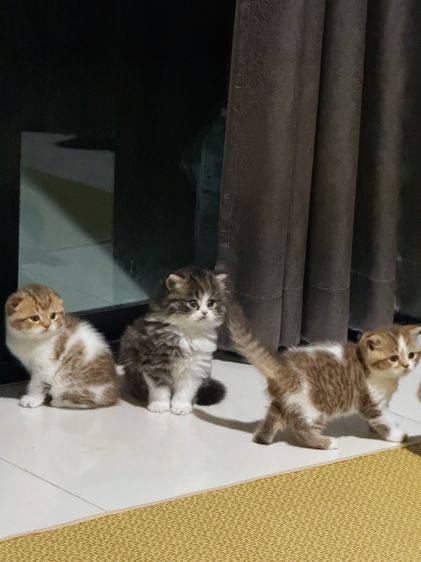 แมวสก๊อตติช รูปที่ 6