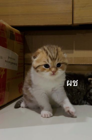 แมวสก๊อตติช รูปที่ 3