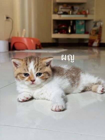 แมวสก๊อตติช รูปที่ 4