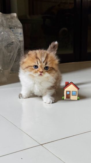 แมวสก๊อตติช