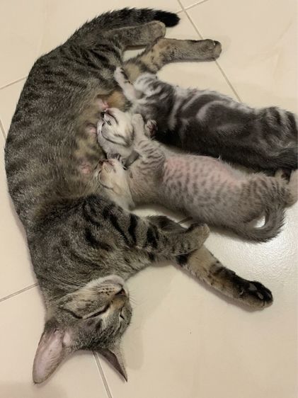 แก้งค์แม่ลูก 3 แมว โต 1 แมวเด็ก ดช 2