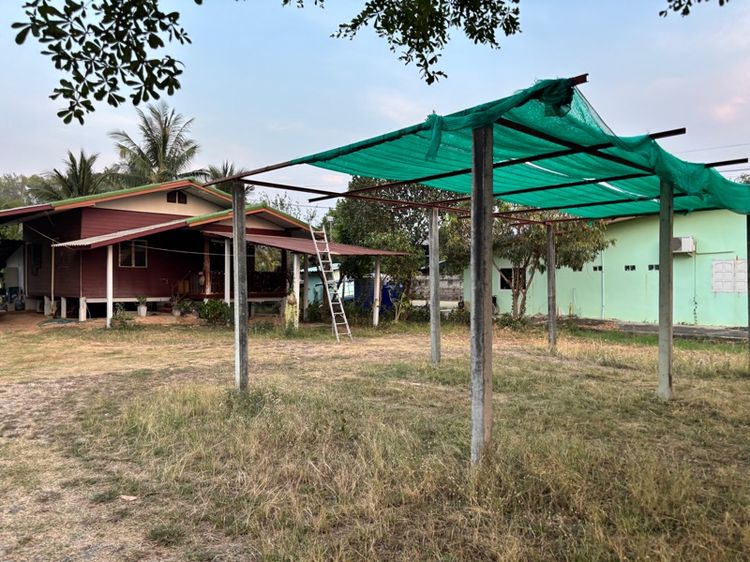 ขายบ้านพร้อมที่ดิน ถนนปัทมานนท์ สุรินทร์-จอมพระ