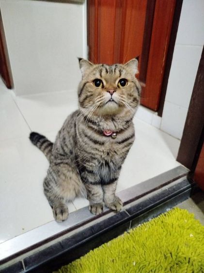 แมวสก็อตติชโฟลด์ ช. ญ. รูปที่ 3