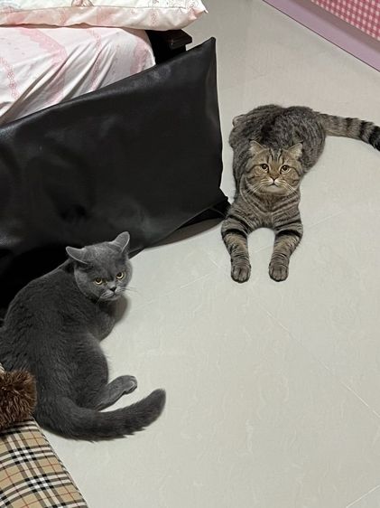 แมวสก็อตติชโฟลด์ ช. ญ.