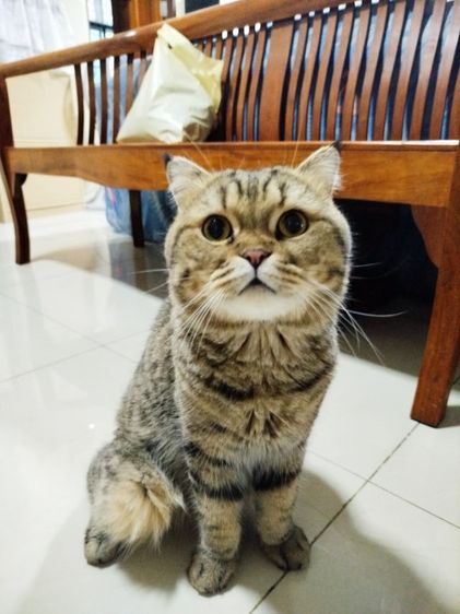 แมวสก็อตติชโฟลด์ ช. ญ. รูปที่ 7