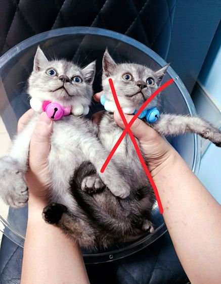 แมวสก๊อตติช