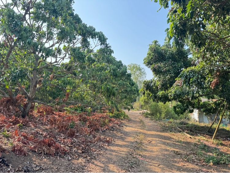 ขายที่ดินจันทบุรี 15 ไร่ สวนลำไยบนเนินเขา ใกล้อ่างเก็บน้ำคลองพระพุทธ รูปที่ 4