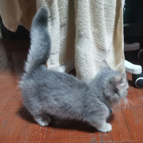 บริชติช ขาสั้นมาก รูปที่ 11