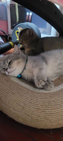 บริชติช ขาสั้นมาก รูปที่ 5