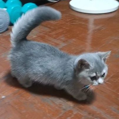 บริชติช ขาสั้นมาก รูปที่ 9