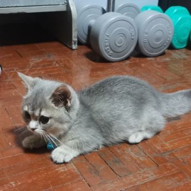 บริชติช ขาสั้นมาก รูปที่ 12