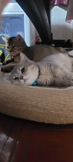 บริชติช ขาสั้นมาก รูปที่ 4